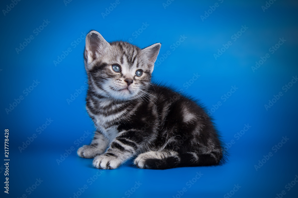 studio photography of an American shorthair cat on colored backgrounds