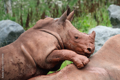 Rhinoceros © UniquePhotoArts