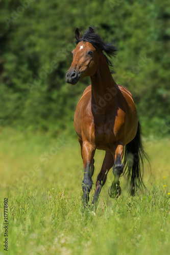 Galoppierendes Pferd auf der Weide
