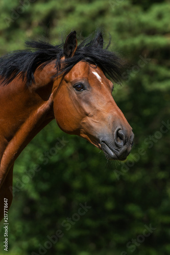 Pferd auf der Weide © DoraZett