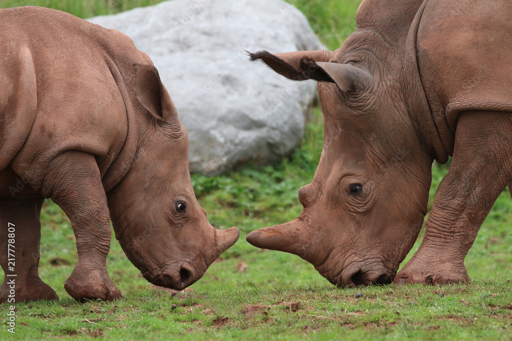 Fototapeta premium Rhinoceros