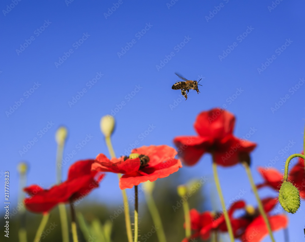 Fototapeta premium little honey bee flutters over a summer meadow with clear clear blue sky and red poppies in search of nectar