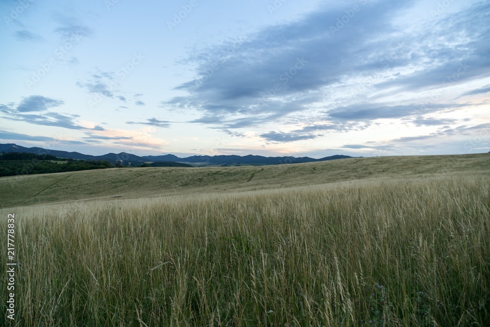 Green grass on meadow. Slovakia