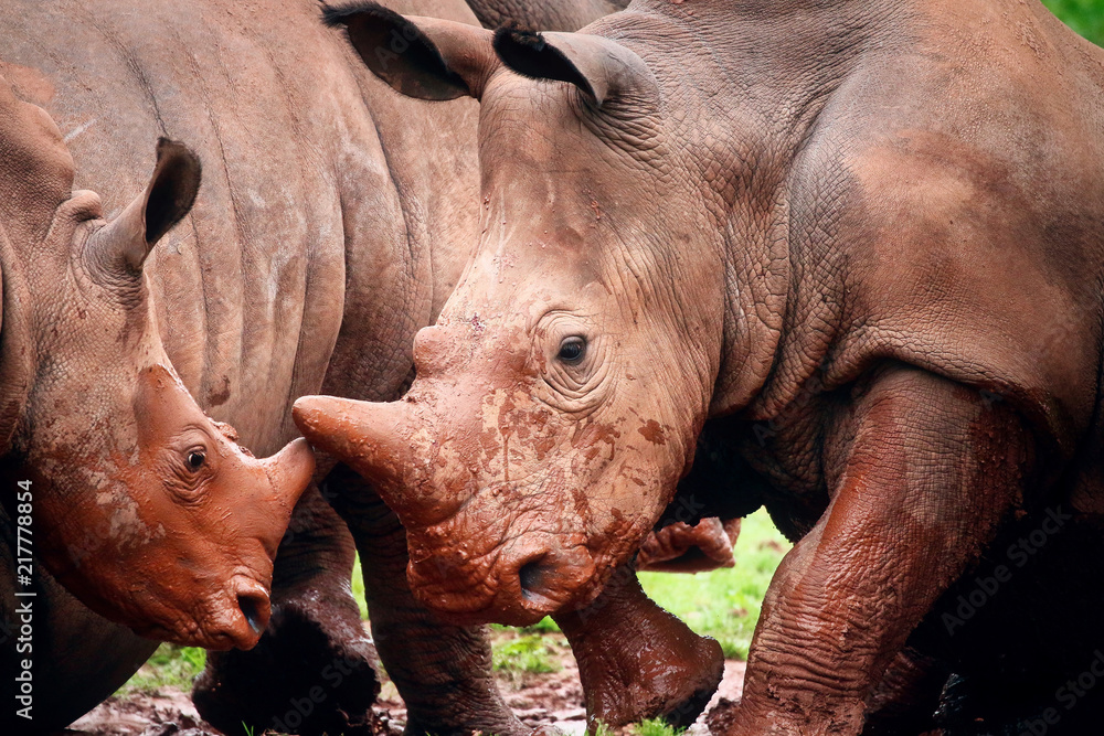Fototapeta premium Rhinoceros