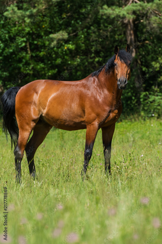 Pferd steht auf der Weide Pferd steht auf der Weide