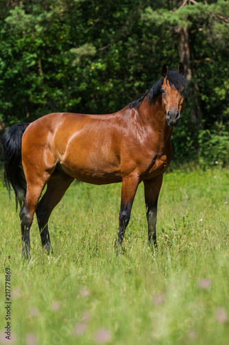 Pferd steht auf der Weide © DoraZett