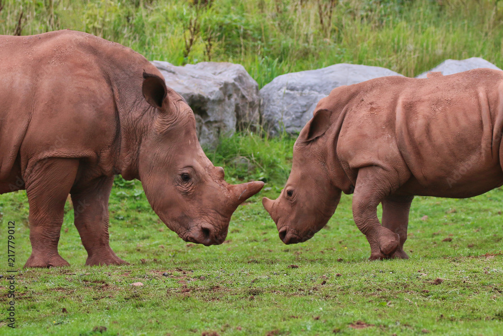 Obraz premium Rhinoceros