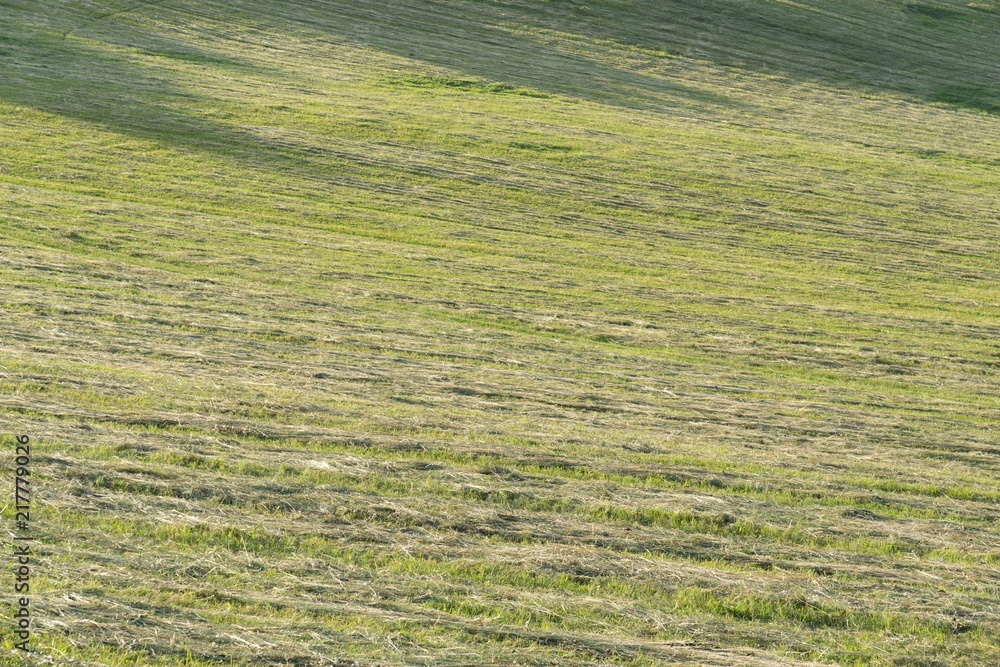 Green grass on meadow. Slovakia