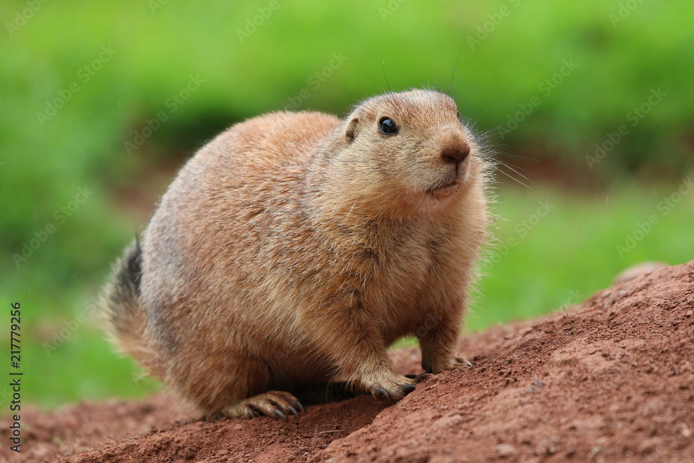 Prairie Dog looking forward Prairie Dog looking forward