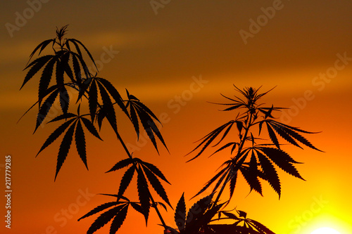 Marijuana, cannabis plants before harvest in sunlight. Thematic photos of hemp. Outdoor cultivation silhouette plant. Warm shades of the setting sun