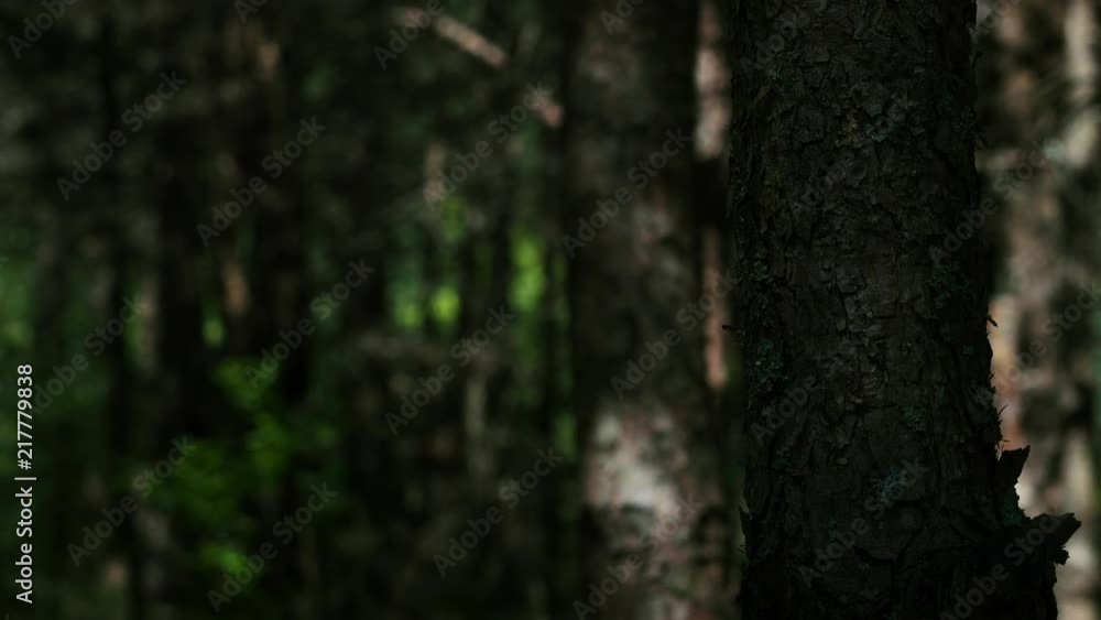 Shimmering shadows in the forest Shimmering shadows in the forest