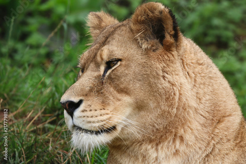 Lion head portrait