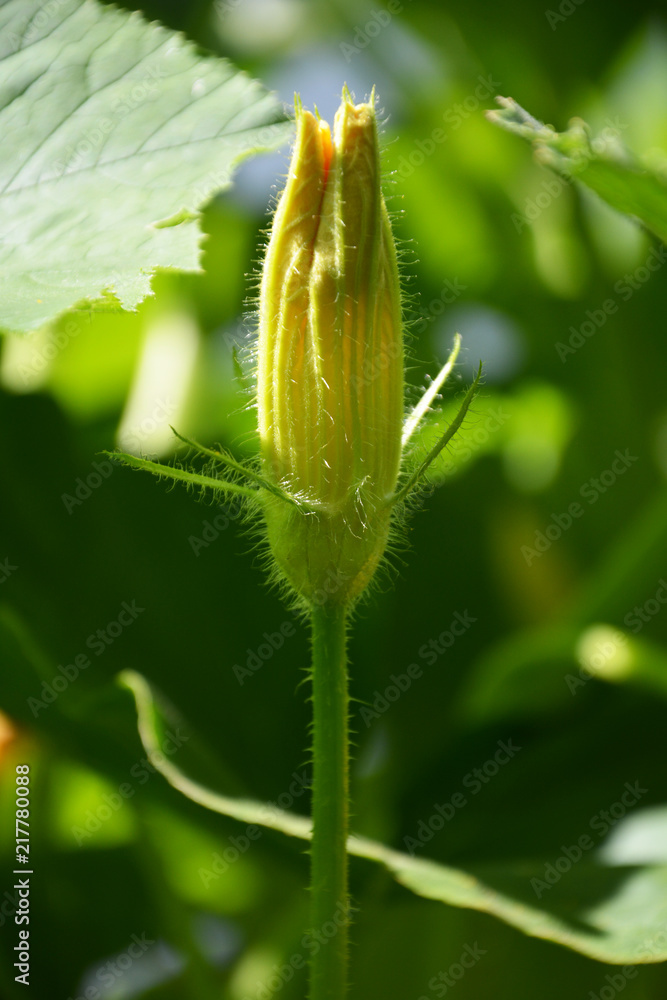 zucchini, flower, nature, plant, green, flower, leaf, spring, macro, grass, garden, summer, flora, bud, stem, closeup, tree, bloom, meadow, natural, yellow, isolated, wild, beauty, agriculture, field zucchini, flower, nature, plant, green, flower, leaf, spring, macro, grass, garden, summer, flora, bud, stem, closeup, tree, bloom, meadow, natural, yellow, isolated, wild, beauty, agriculture, field