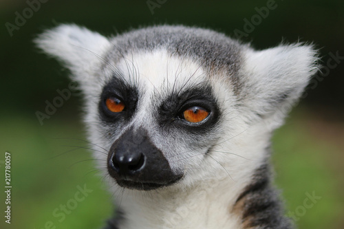 Lemur head portrait © UniquePhotoArts