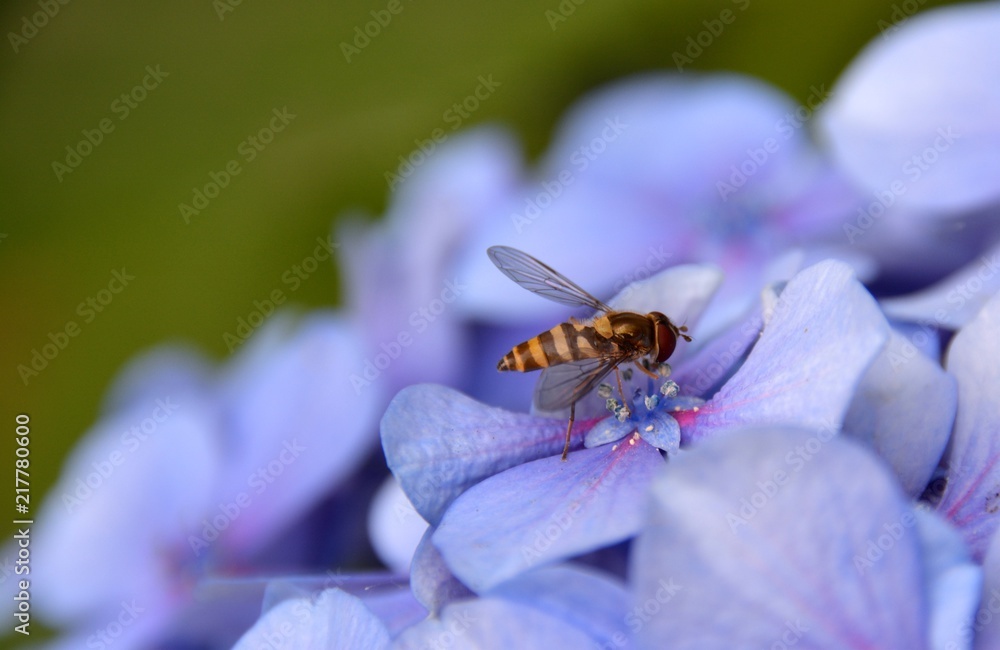 Tiny bee pollinating the Hydrangea blooms. Tiny bee pollinating the Hydrangea blooms.