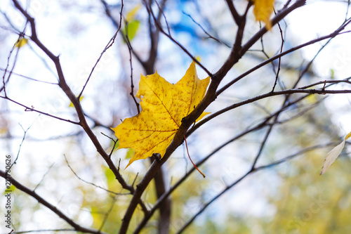 yellow leaf on the tree