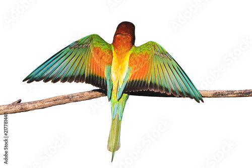 exotic colored bird revealing wings on a branch isolated on a white background photo