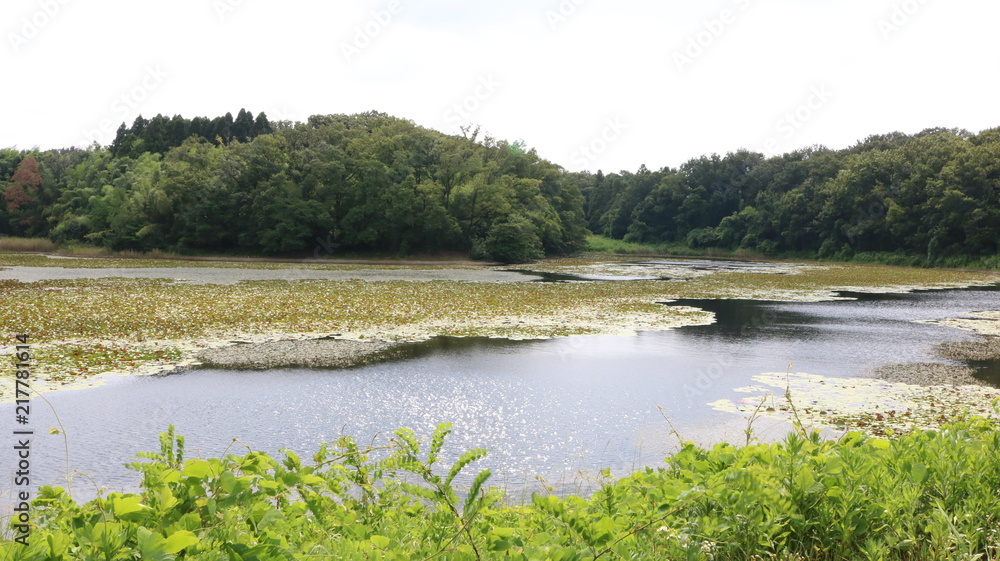 愛知 緑地 夏 日中 散策 ハイキングコース 池 水辺