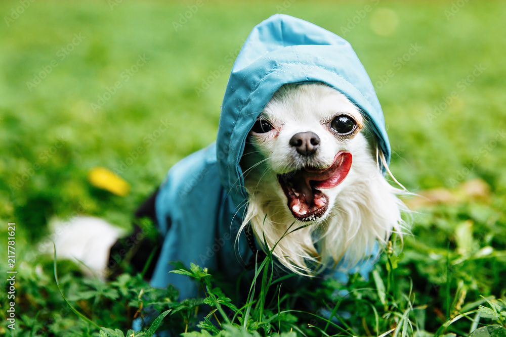 Chihuahua 2025 in raincoat