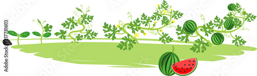 Life cycle of watermelon plant. Stages of watermelon growth from seed and sprout to harvest
