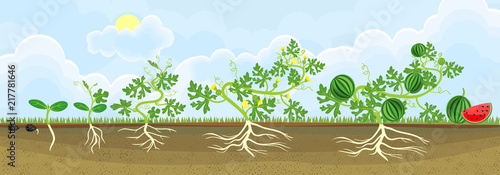 Life cycle of watermelon plant. Stages of watermelon growth from seed and sprout to adult plant with fruits