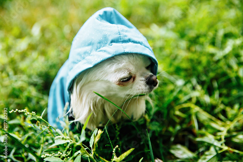 Fototapeta Naklejka Na Ścianę i Meble -  funny chihuahua dog posing in a raincoat outdoors by a puddle