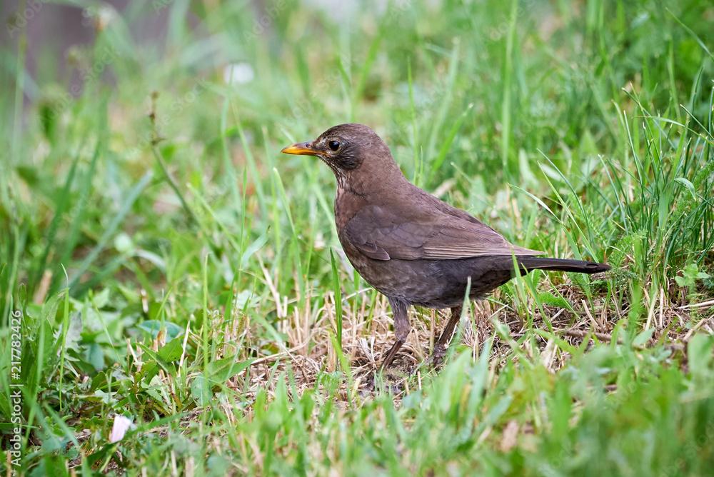 Common blackbird female (Turdus merula) searching for food Common blackbird female (Turdus merula) searching for food