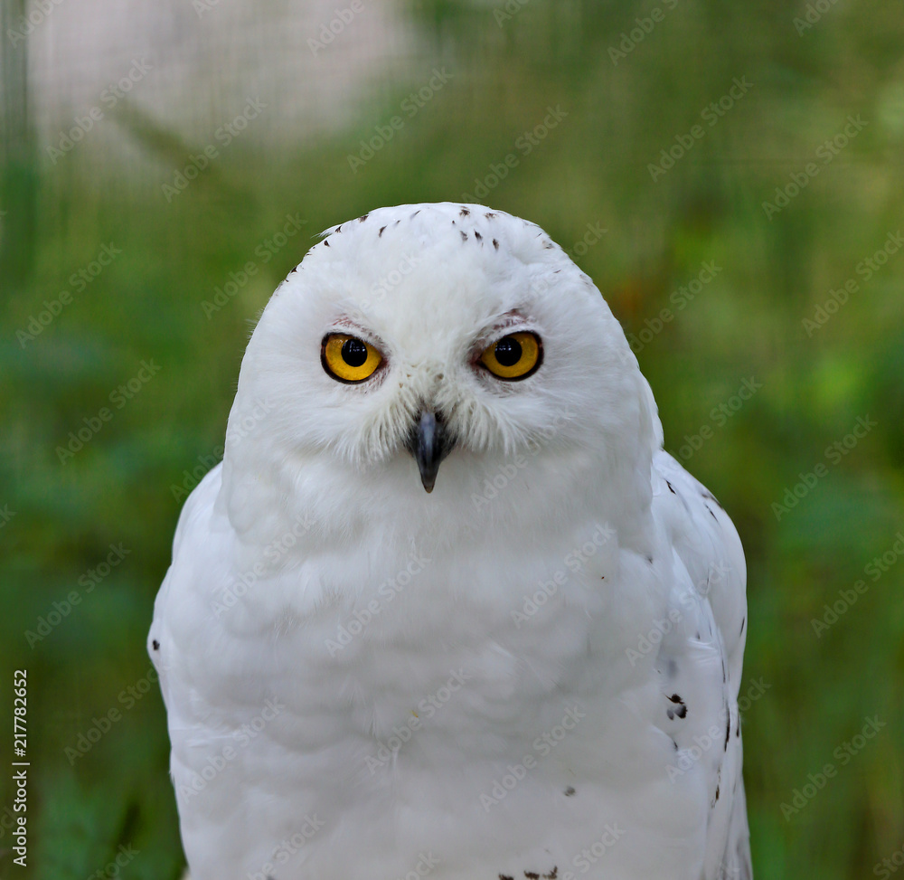 Naklejka premium Snowy owl with strict expression