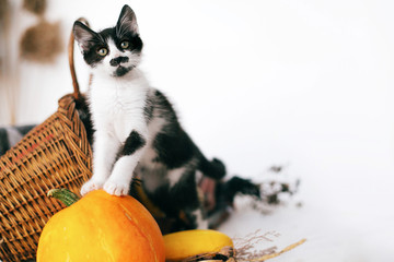 Cute kitty standing on pumpkin at cozy wicker basket and zucchini in light on wooden background. harvest and hello autumn concept with space for text. Happy Thanksgiving and Halloween