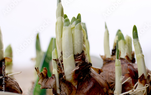 Hyacinthus orientalis - Hyacinth on white background photo