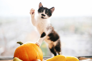 Kitty sitting on pumpkin and playing in light and zucchini, apples and pears on wood. Happy Thanksgiving and Halloween. Harvest and hello autumn concept. Space for text