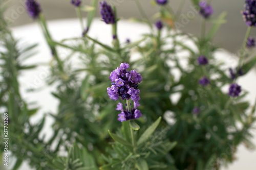 Close up flower on lavender plant with blurred out background