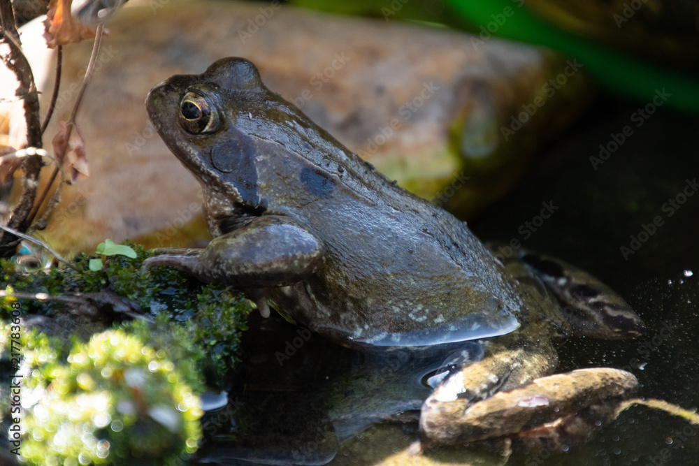 Obraz premium frosch