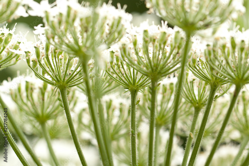 beautiful fluffy cow-grass flower with an unusual umbellate inflorescence beautiful fluffy cow-grass flower with an unusual umbellate inflorescence