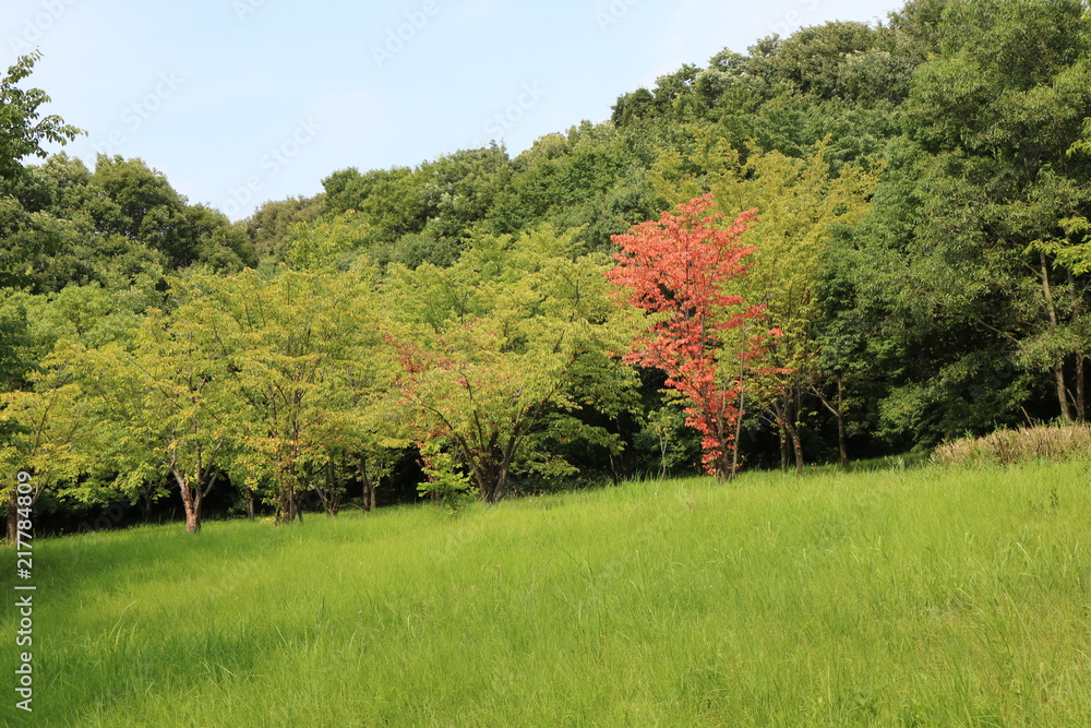 Fototapeta premium 愛知 緑地公園 夏 日中 ハイキングコース 散策 芝生 広場