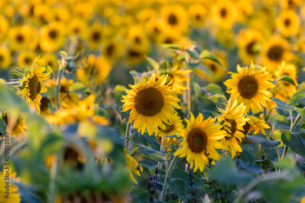 Fields of sunflowers at sunset. Russian landscape. Ryazan region. Russia.
Fields of sunflowers at sunset. Russian landscape. Ryazan region. Russia.