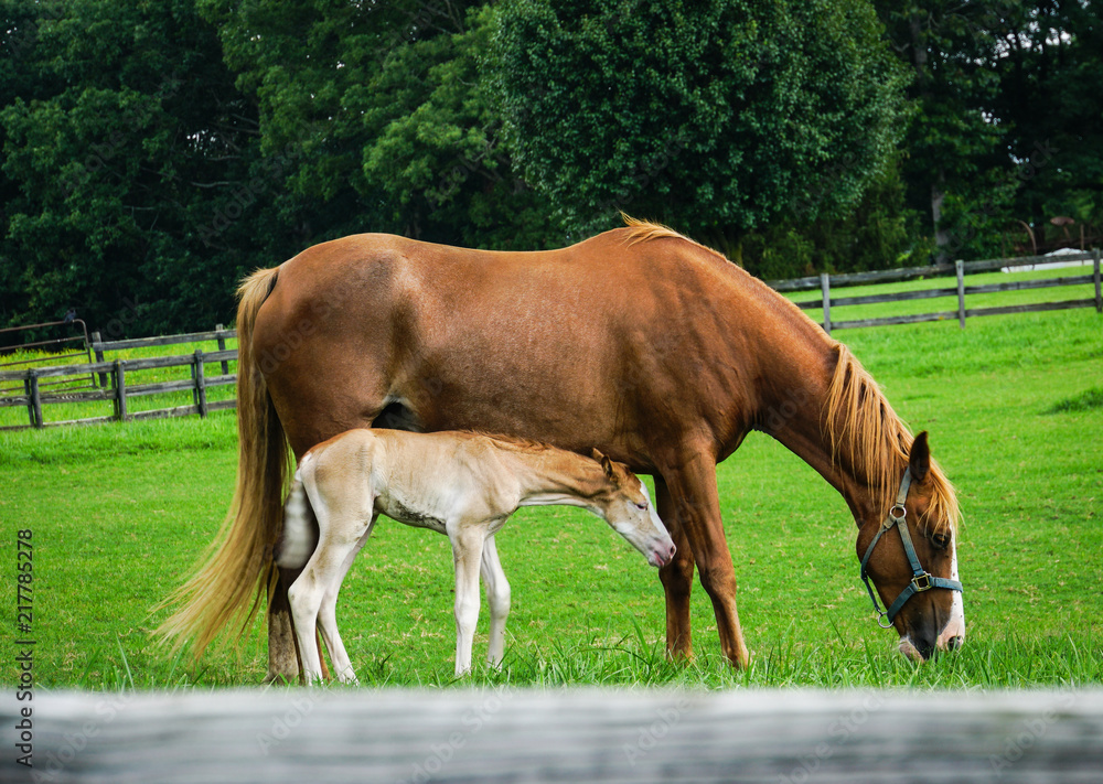 Obraz premium Mother and foal