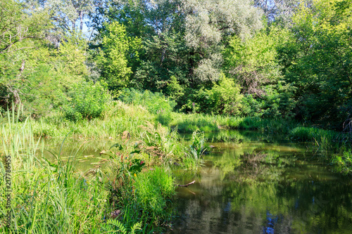 Swamp in the green deciduous forest at summer