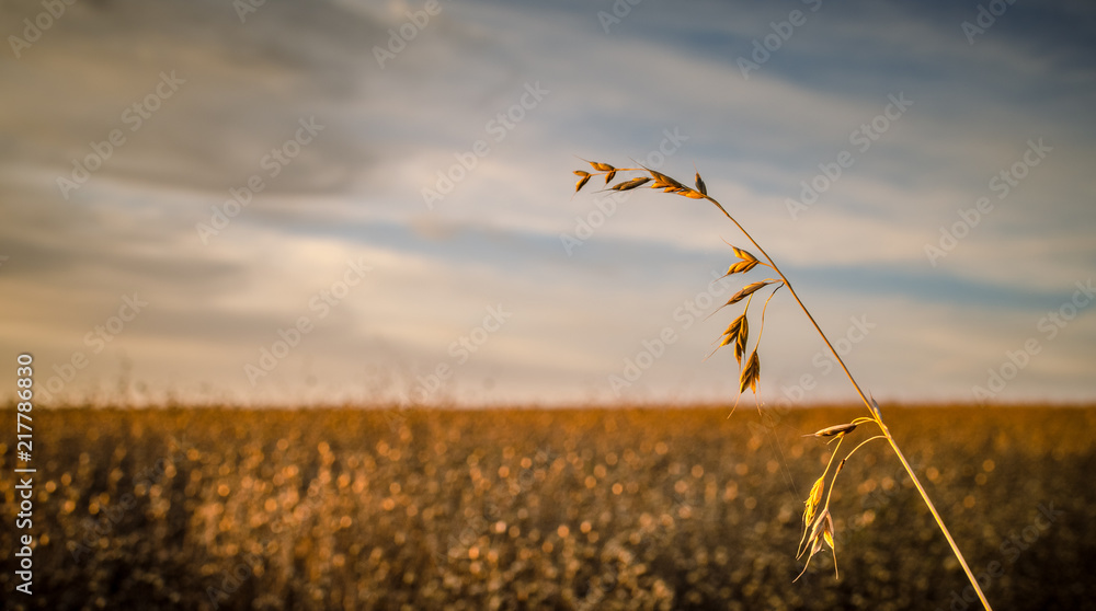 Obraz premium Crop Bokeh