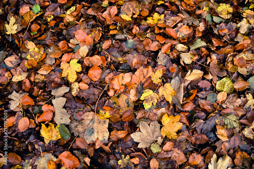 Colored wet autumnal leaves