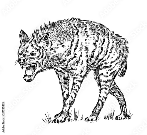 African spotted hyena. Wild animal. Engraved hand drawn old monochrome Vintage sketch.
