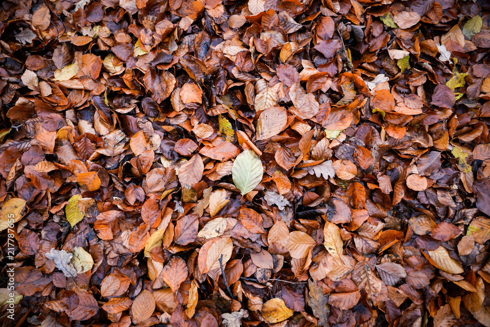 Colored wet autumnal leaves Colored wet autumnal leaves