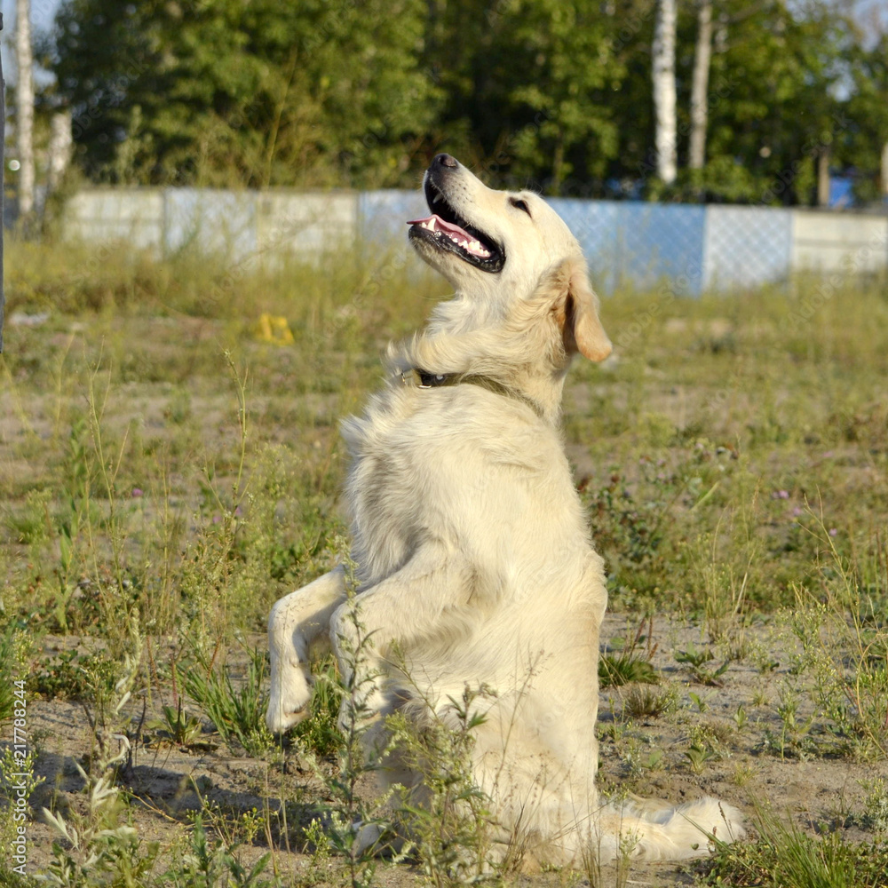 The dog performs the commands of the owner. Labrador retriever. Obedient puppy. Puppies education, cynology, intensive training of young dogs. Young energetic dog on a walk. Enjoying, play with toys. 