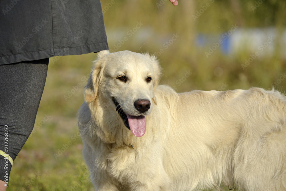 The dog performs the commands of the owner. Labrador retriever. Obedient puppy. Puppies education, cynology, intensive training of young dogs. Young energetic dog on a walk. Whiskers, portrait,closeup The dog performs the commands of the owner. Labrador retriever. Obedient puppy. Puppies education, cynology, intensive training of young dogs. Young energetic dog on a walk. Whiskers, portrait,closeup