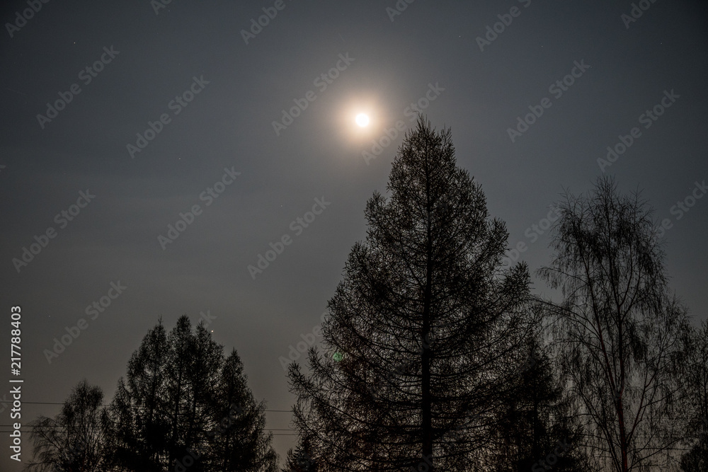Fototapeta premium Mond im Wald