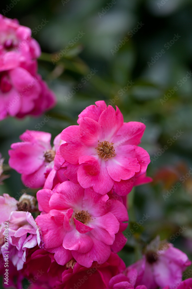 pink rose bush pink rose bush
