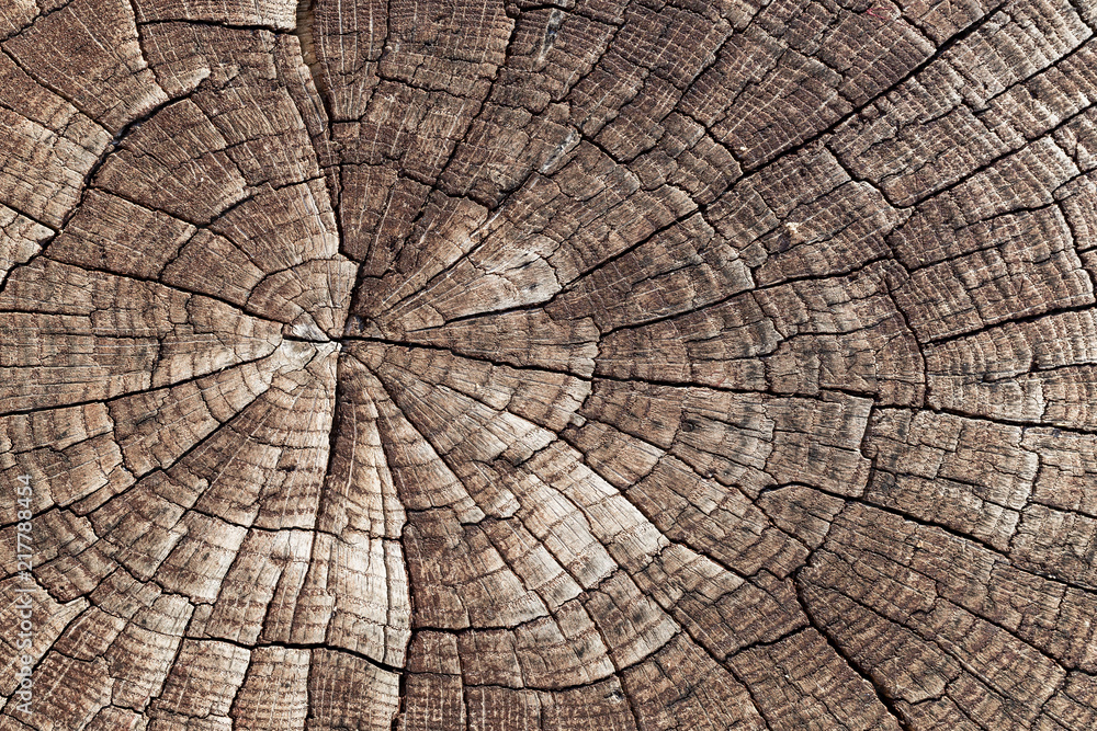 Fototapeta premium Wooden texture background. Close-up old cracked aged tree cut log. Detail woodentree trunk