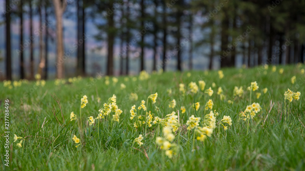 Schlüsselblume