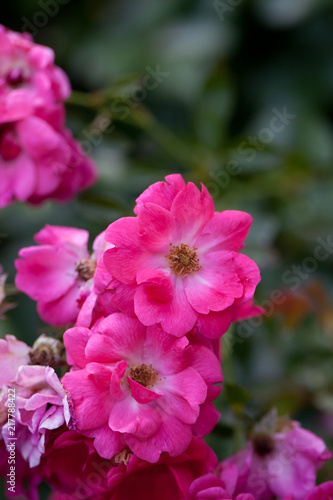 pink rose bush