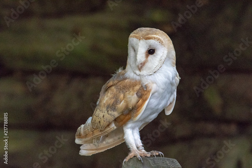 Barn Owl